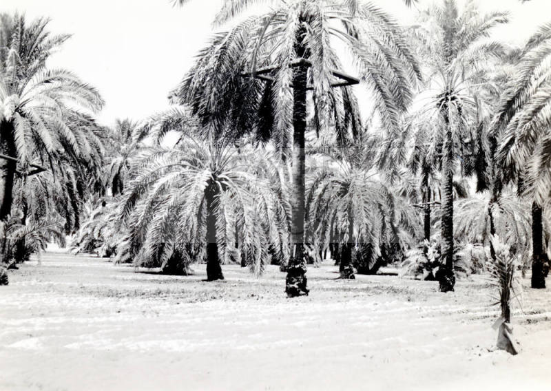 Ua Experimental Date Farm