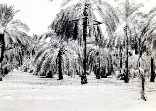 Ua Experimental Date Farm