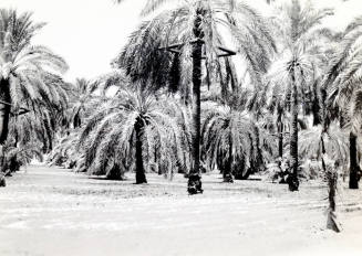 Ua Experimental Date Farm