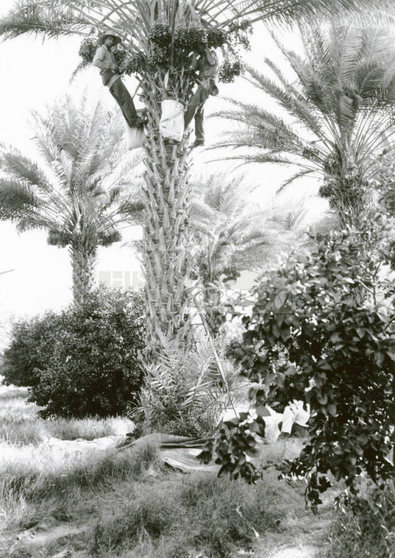 Date Farm- Harvesting Dates from Trees