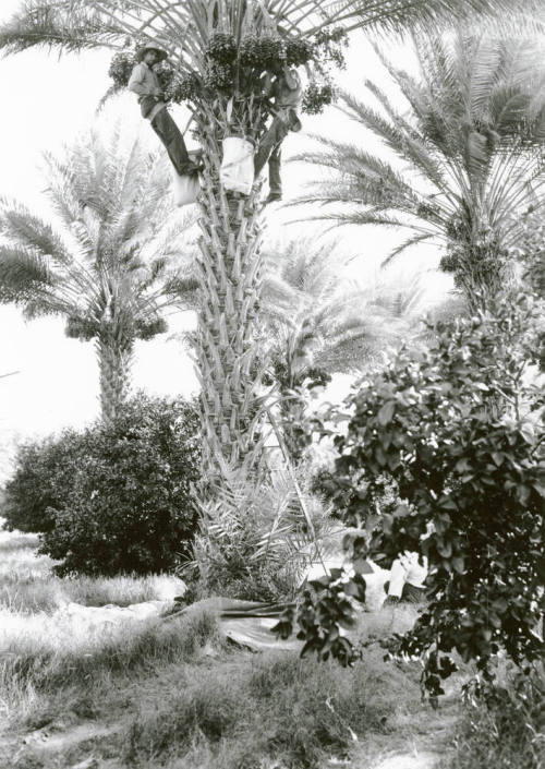 Date Farm- Harvesting Dates from Trees