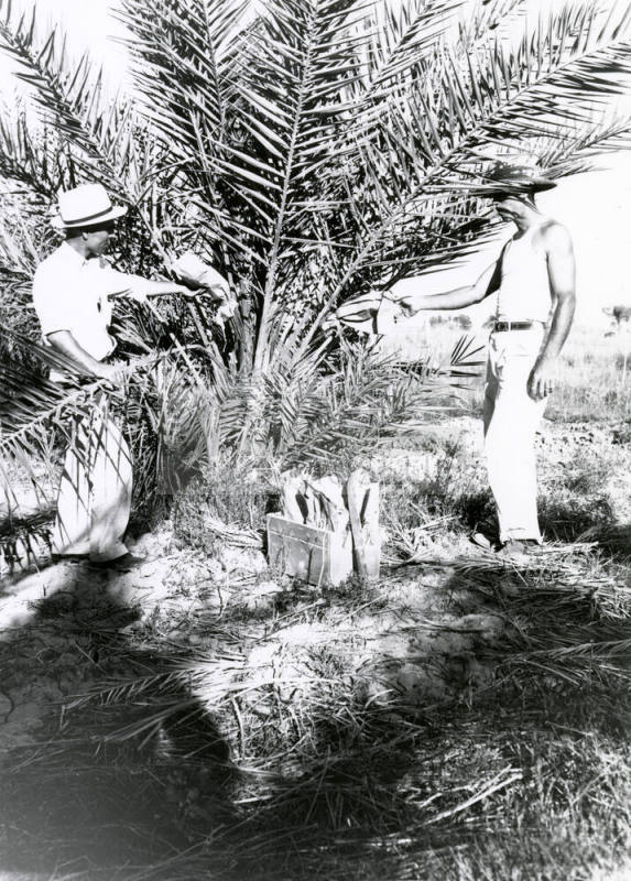 Date Farm- Two Men and Date Palm