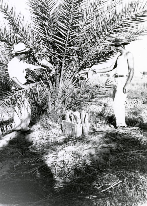 Date Farm- Two Men and Date Palm