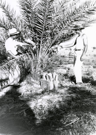 Date Farm- Two Men and Date Palm