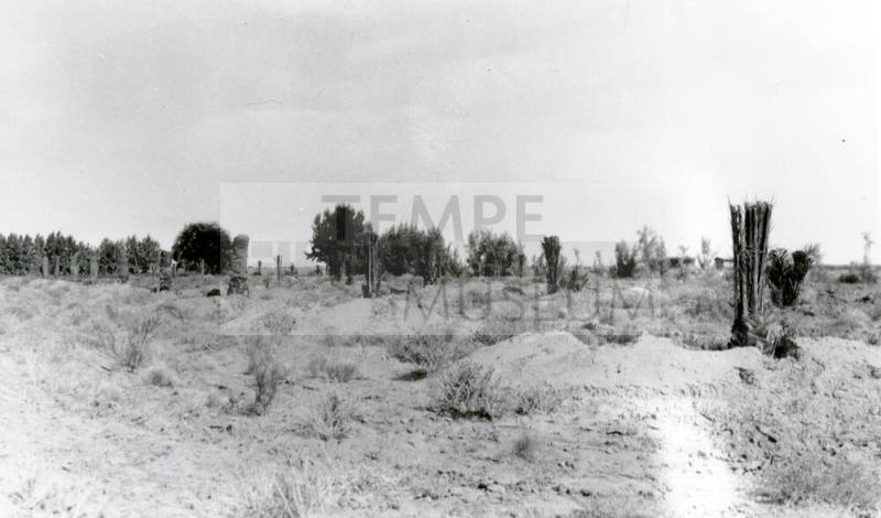 Ua Experimental Farm- Date Trees