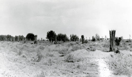 Ua Experimental Farm- Date Trees