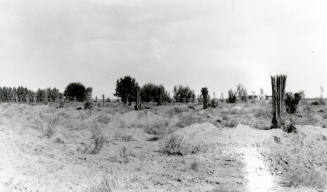 Ua Experimental Farm- Date Trees