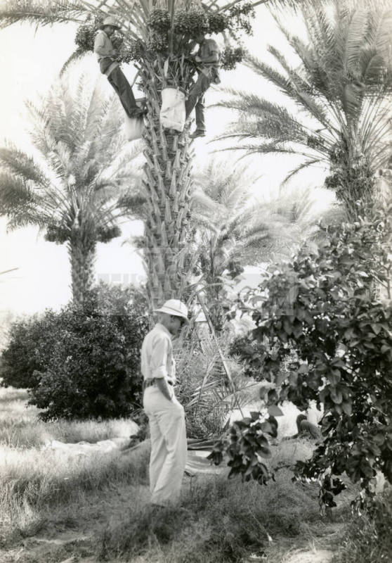Date Farm- Men Harvesting Dates