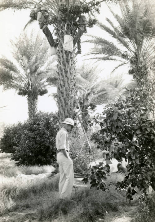 Date Farm- Men Harvesting Dates