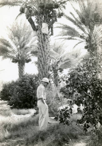 Date Farm- Men Harvesting Dates