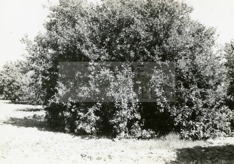 Ua Citrus Farm- Citrus Tree