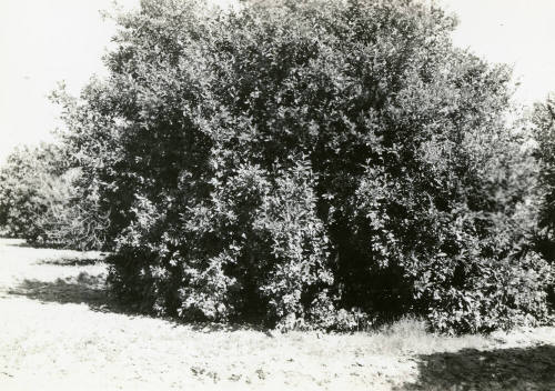 Ua Citrus Farm- Citrus Tree