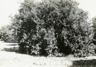 Ua Citrus Farm- Citrus Tree