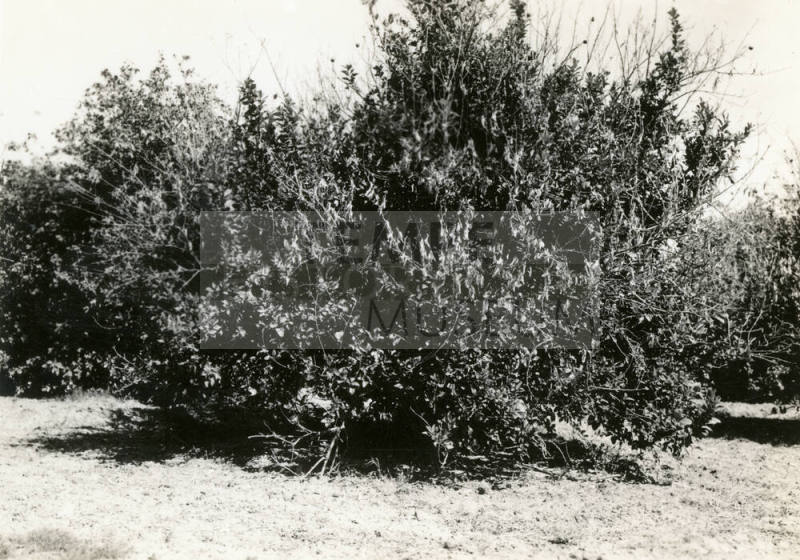 Ua Citrus Farm- Citrus Tree