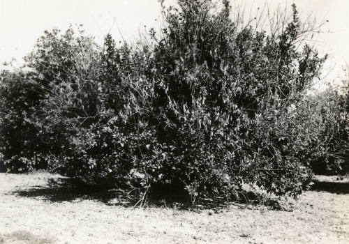 Ua Citrus Farm- Citrus Tree