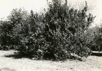 Ua Citrus Farm- Citrus Tree