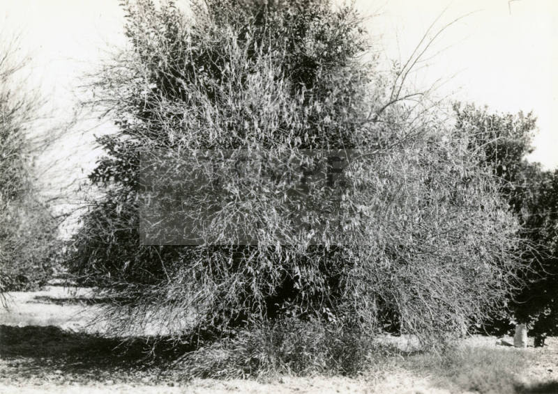 Ua Citrus Farm- Citrus Tree