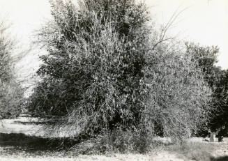 Ua Citrus Farm- Citrus Tree