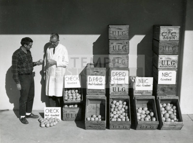 Ua Citrus Farm- Men Inspecting Oranges