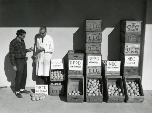 Ua Citrus Farm- Men Inspecting Oranges