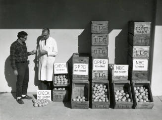 Ua Citrus Farm- Men Inspecting Oranges