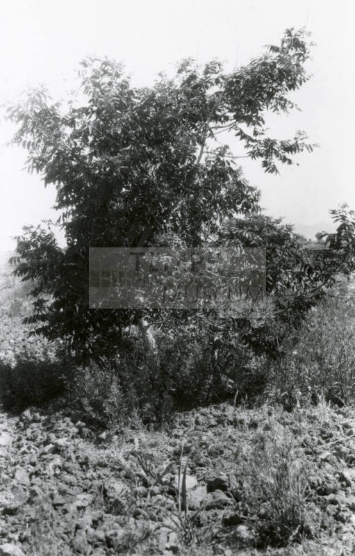 Date Farm- Tree on Date Farm