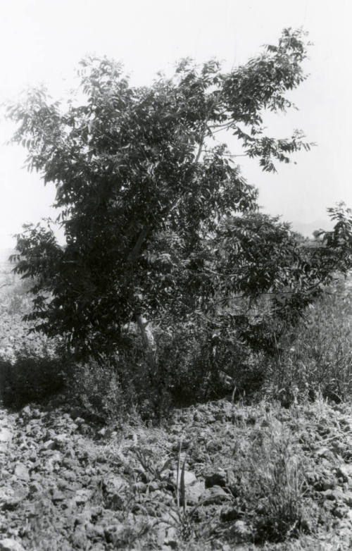 Date Farm- Tree on Date Farm