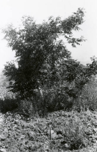 Date Farm- Tree on Date Farm