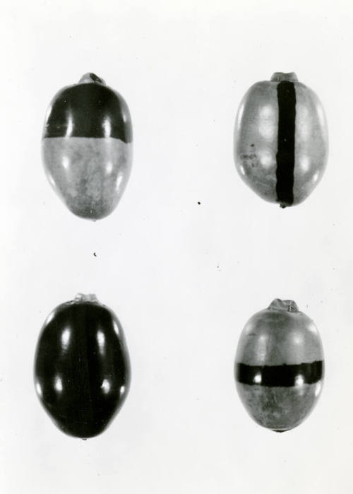 Date Farm- Close Up View of Four Dates