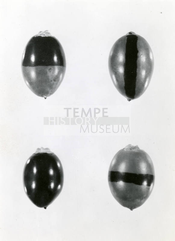 Date Farm- Close Up View of Four Dates