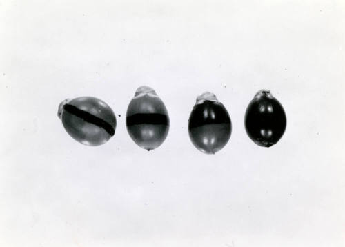 Date Farm- Close Up View of Four Dates