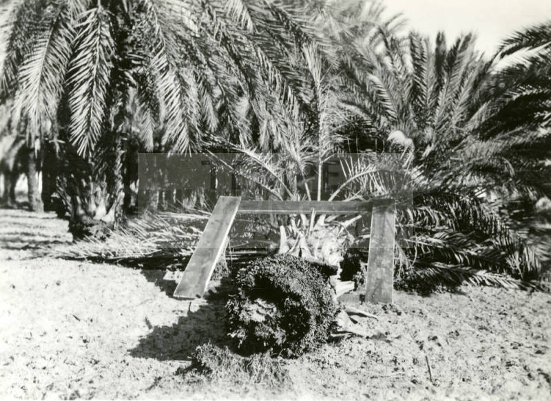 Date Farm- Close Up of Date Palm Root