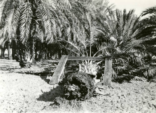 Date Farm- Close Up of Date Palm Root