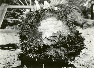 Date Farm- Close Up of Date Palm Root