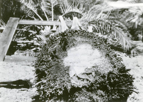 Date Farm- Close Up of Date Palm Root