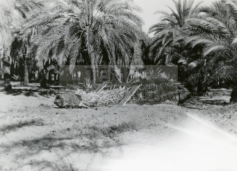 Date Farm- View of a Date Palm Root