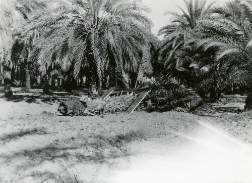 Date Farm- View of a Date Palm Root