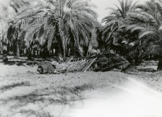 Date Farm- View of a Date Palm Root