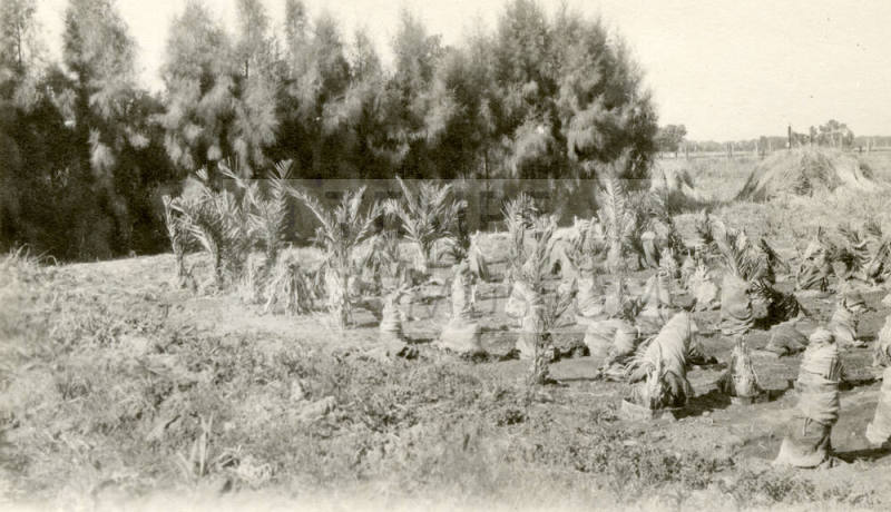 Date Farm-Grove of Young Date Palm Trees