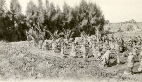 Date Farm-Grove of Young Date Palm Trees