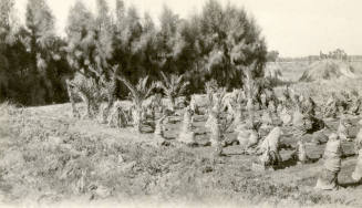 Date Farm-Grove of Young Date Palm Trees