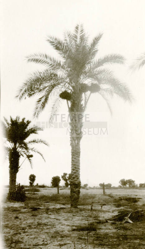 Date Farm- Large Date Palm Tree