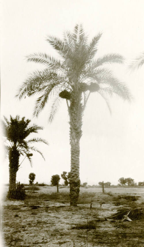 Date Farm- Large Date Palm Tree