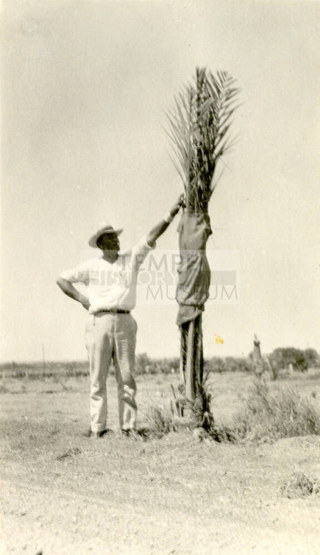Date Farm- Man by Young Date Palm Tree