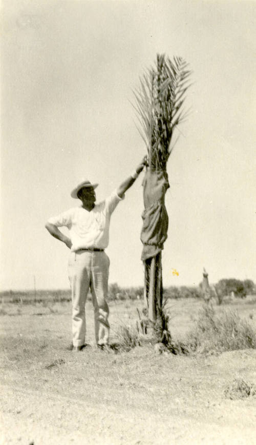 Date Farm- Man by Young Date Palm Tree