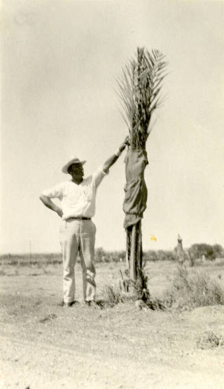 Date Farm- Man by Young Date Palm Tree