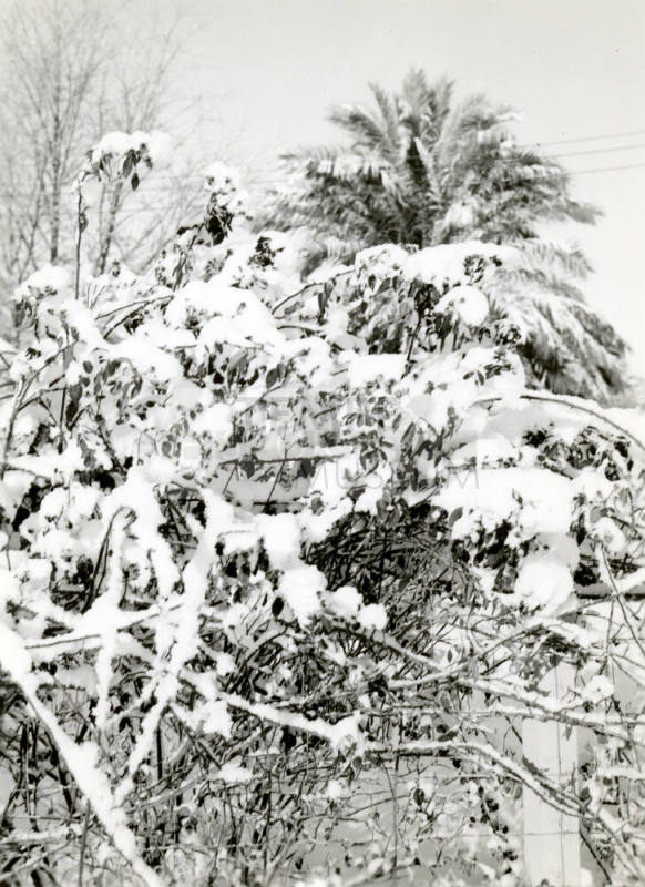 Date Farm- Tree Covered with Snow