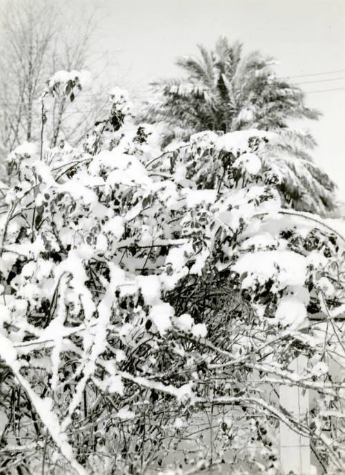 Date Farm- Tree Covered with Snow