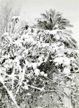 Date Farm- Tree Covered with Snow