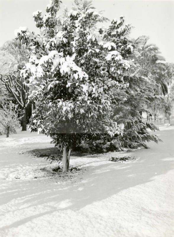 Date Farm- Tree Covered with Snow